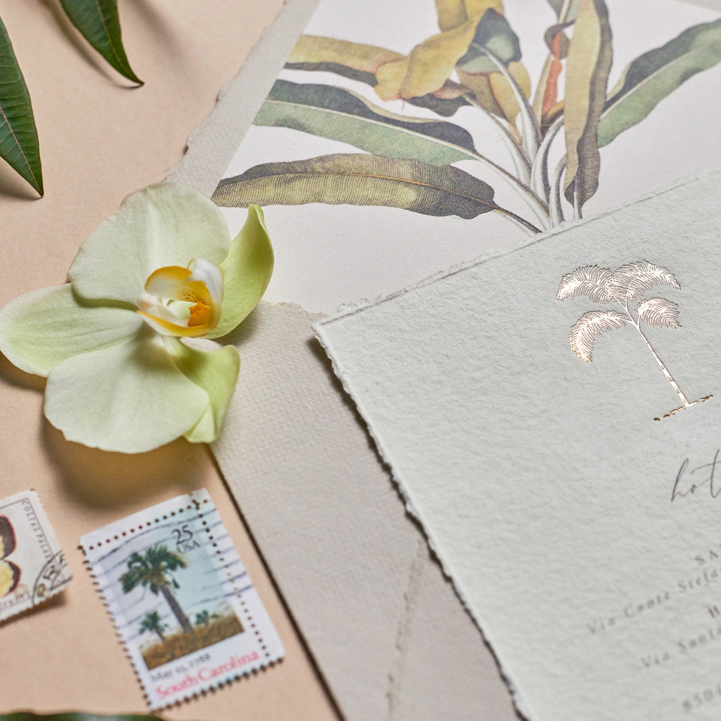 Palma Details Card